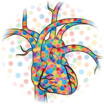 Malattie cardiovascolari, risposta infiammatoria e immunitaria: una questione di… colesterolo