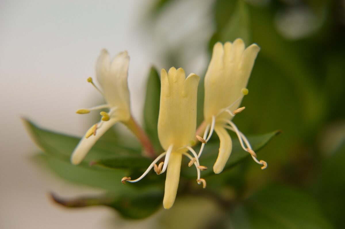 I fiori di Lonicera japonica: un viaggio tra oriente e occidente, dalla tradizione alla ricerca scientifica