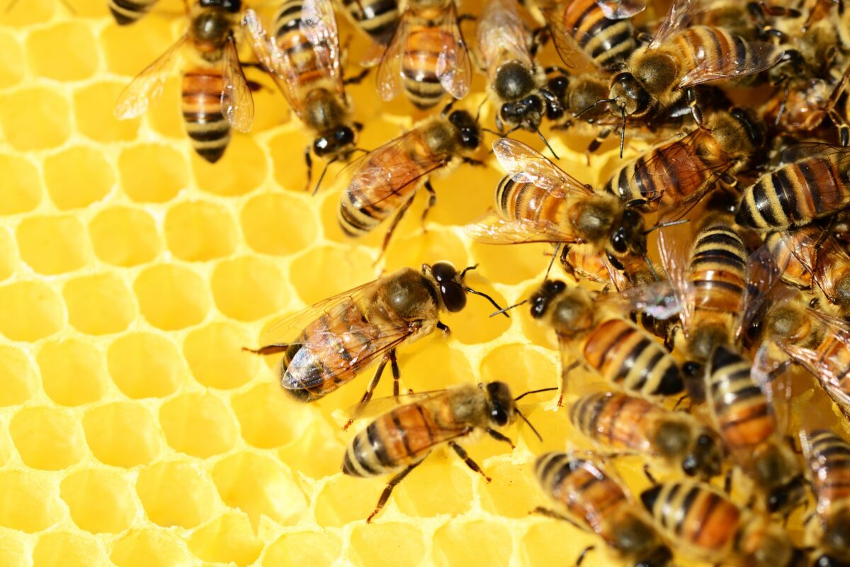 La Farmacia bestiale: perché le api producono la propoli?